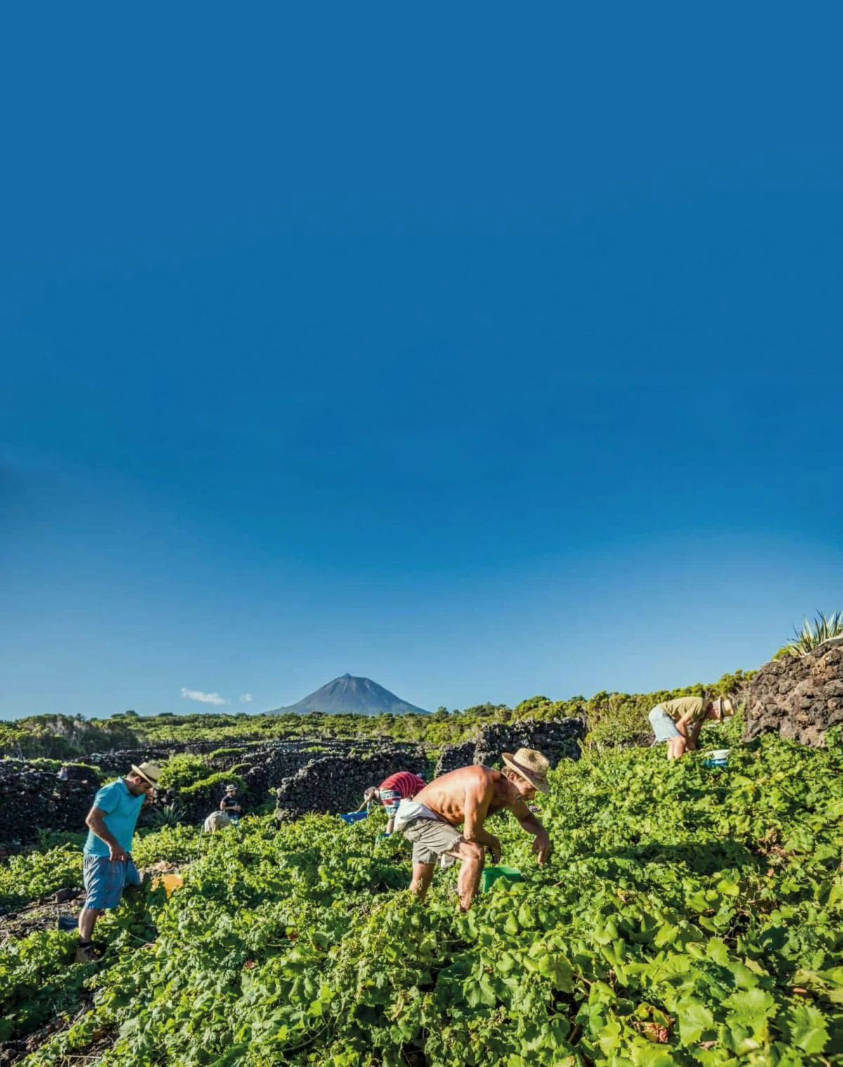 極境之味 淬鍊島嶼葡萄酒的純粹本質