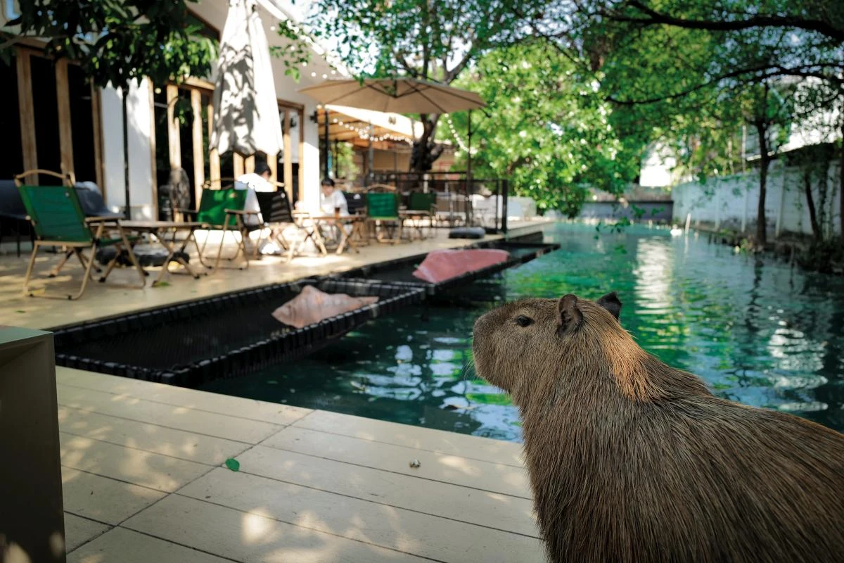 跨越國界的溫柔共鳴 在旅途中遇見陪伴的另一種形式