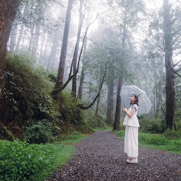 雨中漫步於春意盎然的阿里山林間