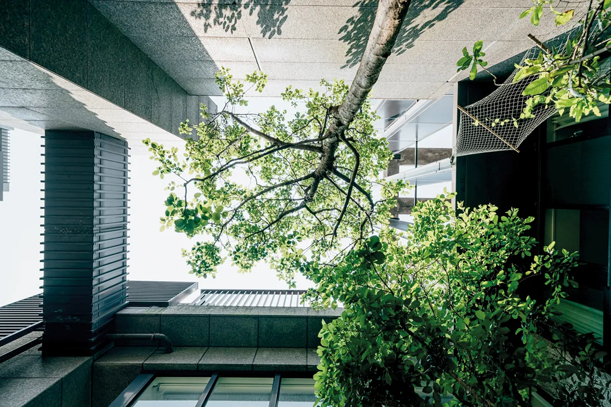 蔡康永家挑高陽台下的大樹