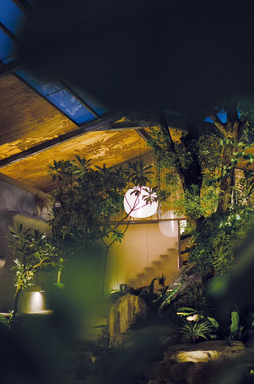 Mist Gallery 夜晚大樟樹葉前景