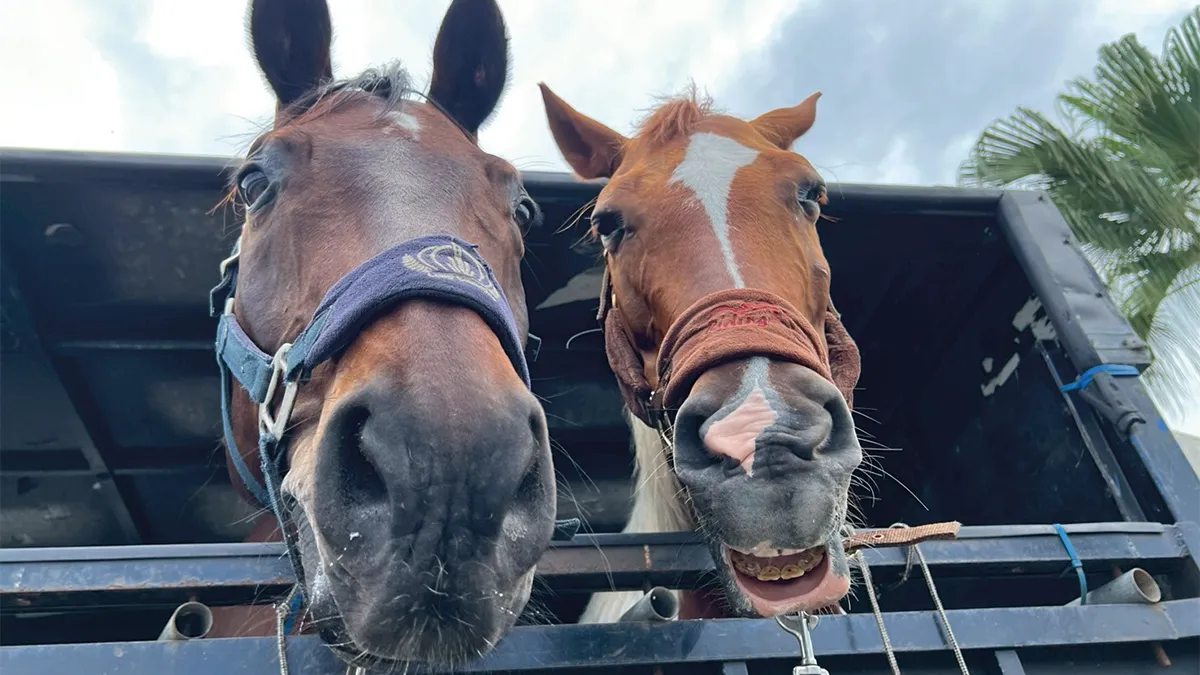 「花蓮野生活」的馬兒們