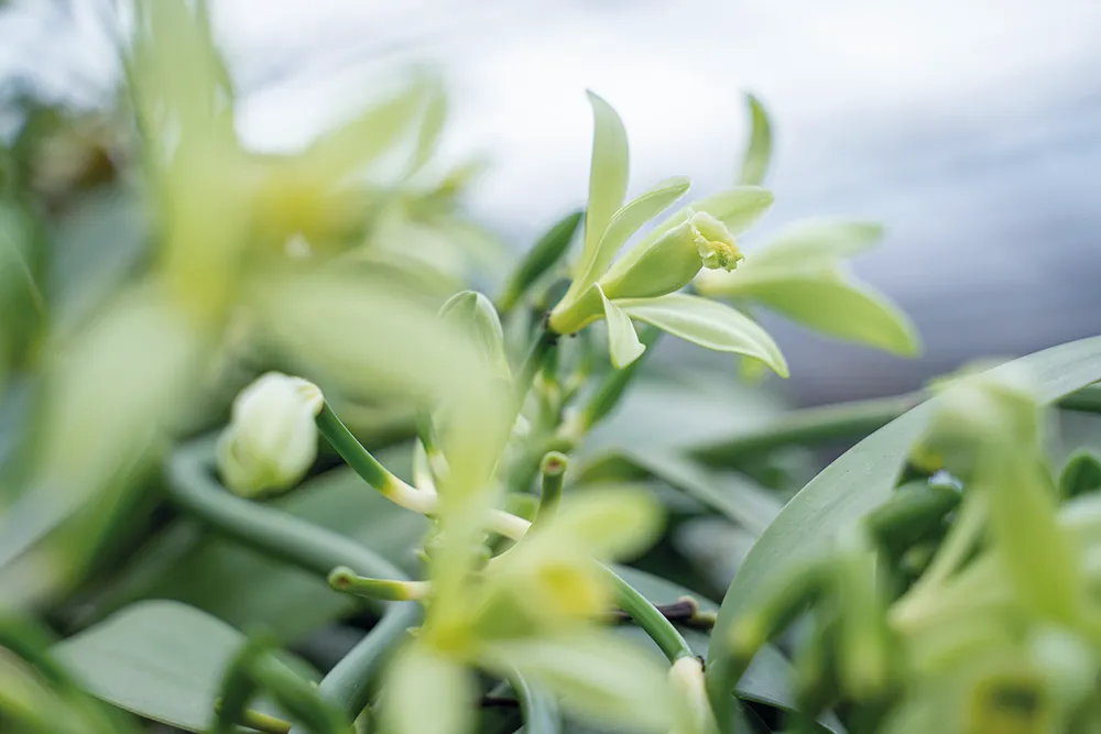 專注香草莢發酵技術
