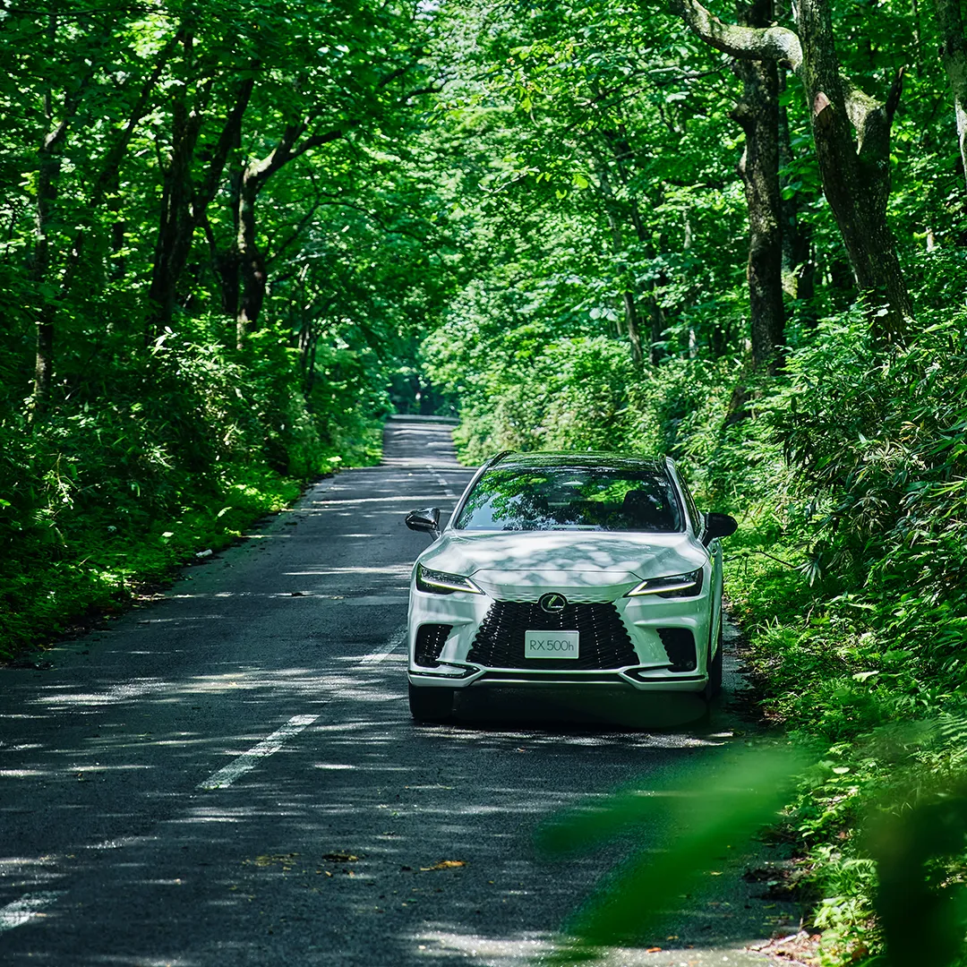 白色LEXUS於林蔭山路間