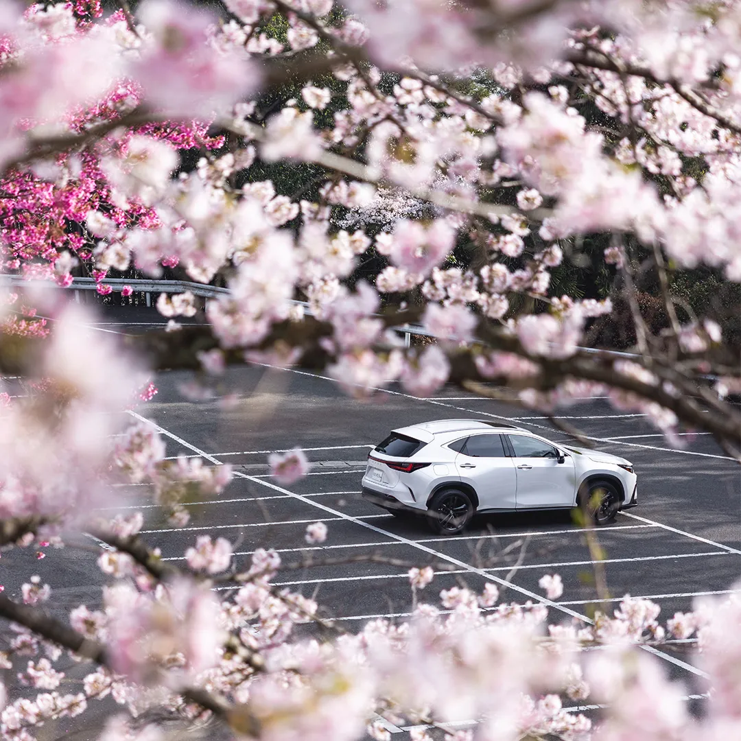 白色的LEXUS於停車場，欣賞滿山滿谷的櫻花樹